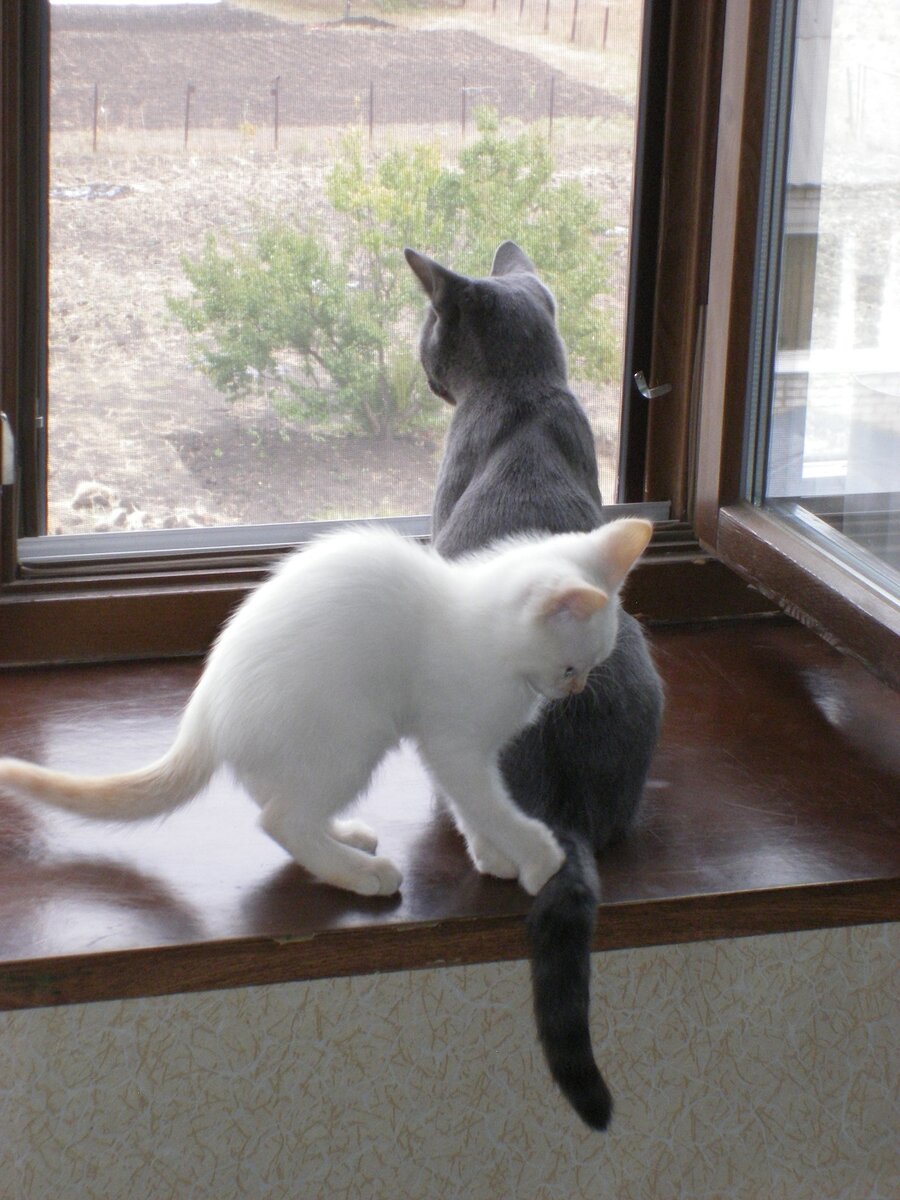 Зёма Стёпу с малолетства задирает... 