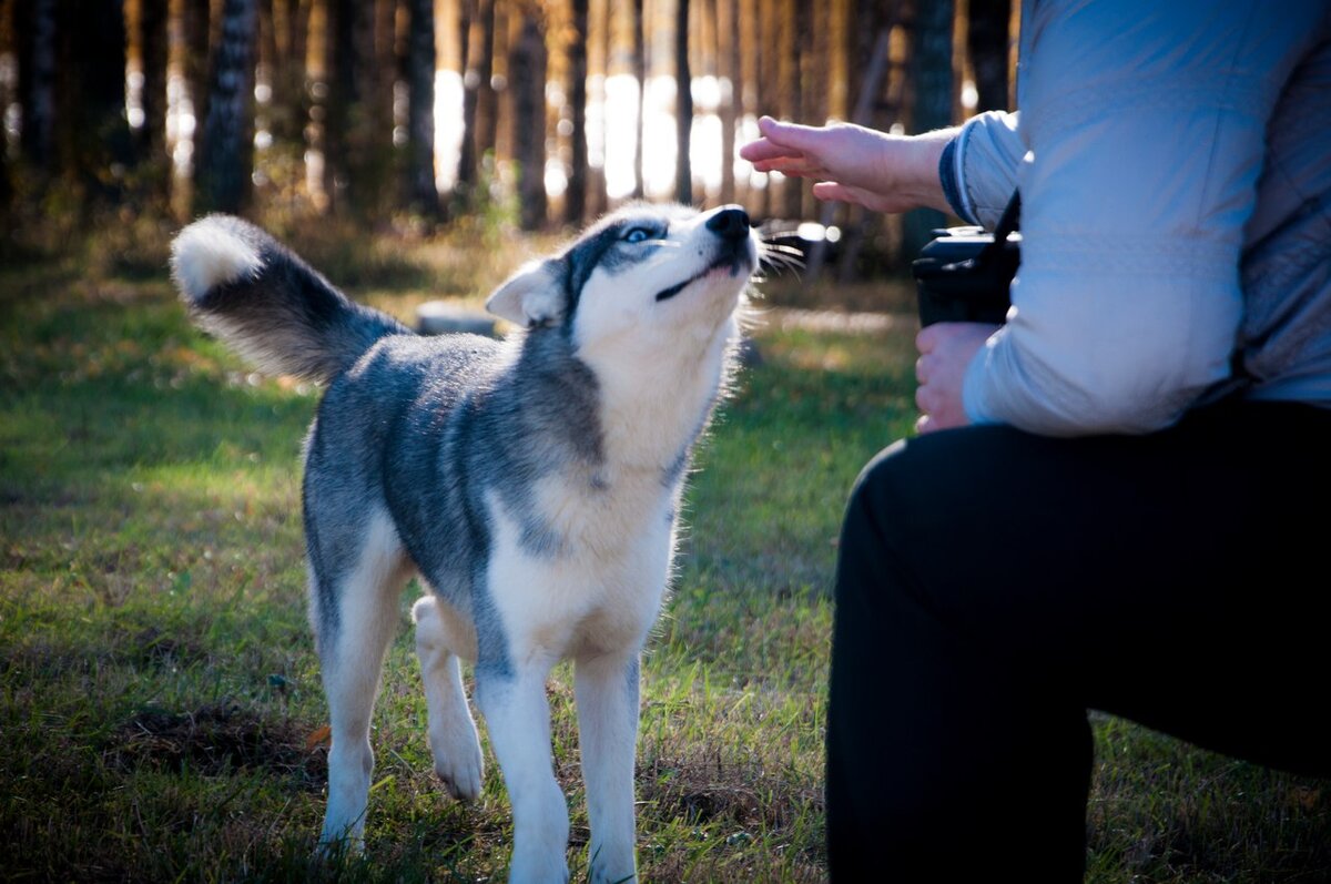 Как гладить собаку. Обязательно научите этому детей! | In Dogs we Trust |  Дзен