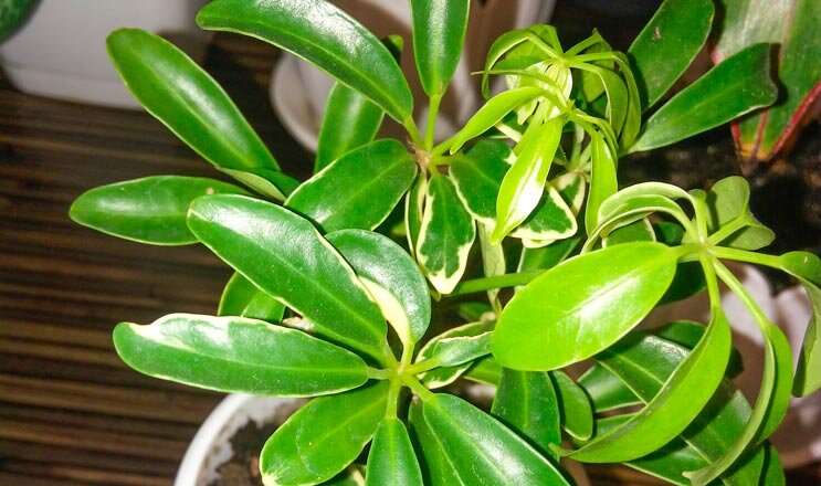 Шефлера (Schefflera Compacta) на плетеном стволе