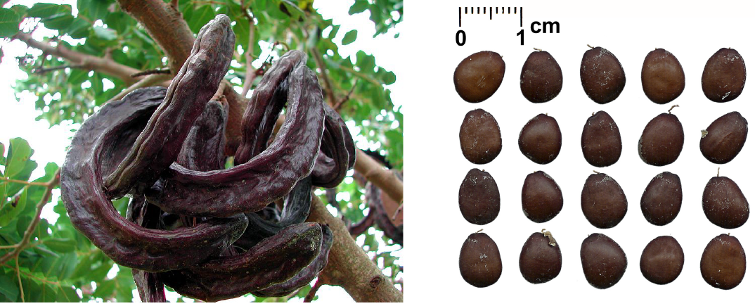 Ceratonia Siliqua  (Цератония стручковая).