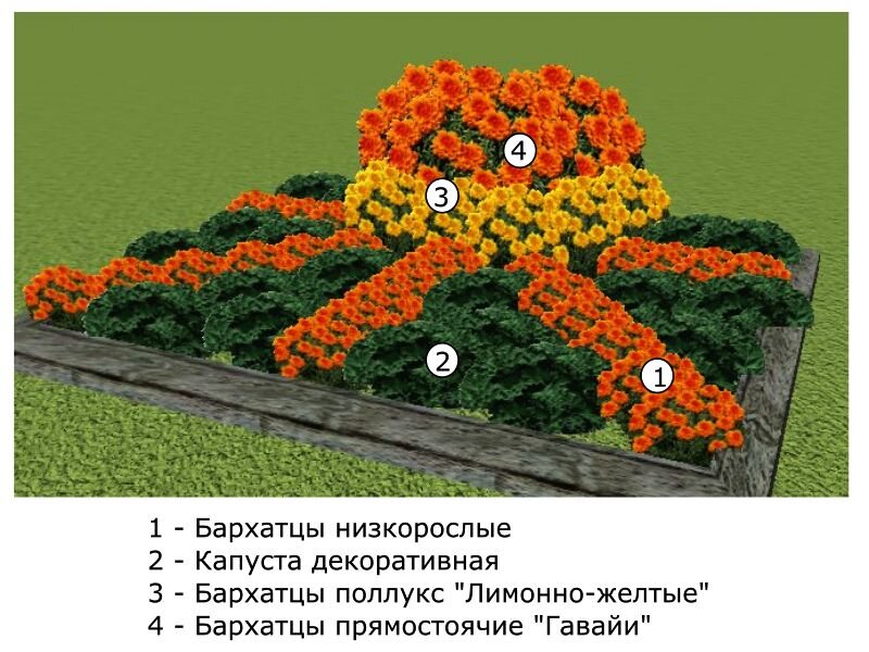 Эскиз клумбы с цветами и названия цветов