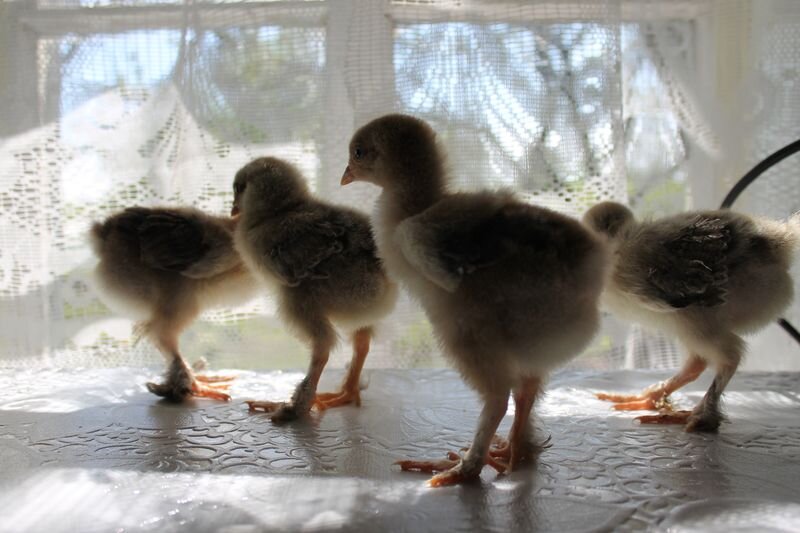 основатели нашей колонии кур