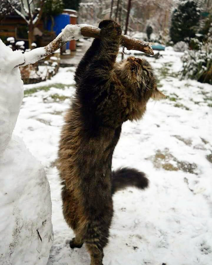 Мэйн-кун играет в снегу