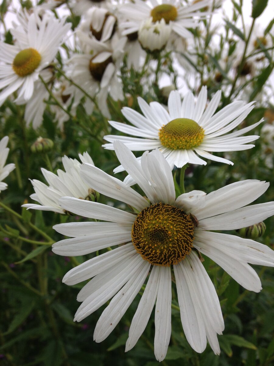 ромашка садовая