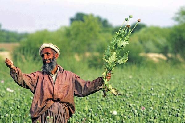 Крестьянин торжествует, радуясь урожаю и не знает, что 1$ вложенный в его бизнес приносит конечному бенефициару 10.000 $ и еще больше смертей и несчастий.