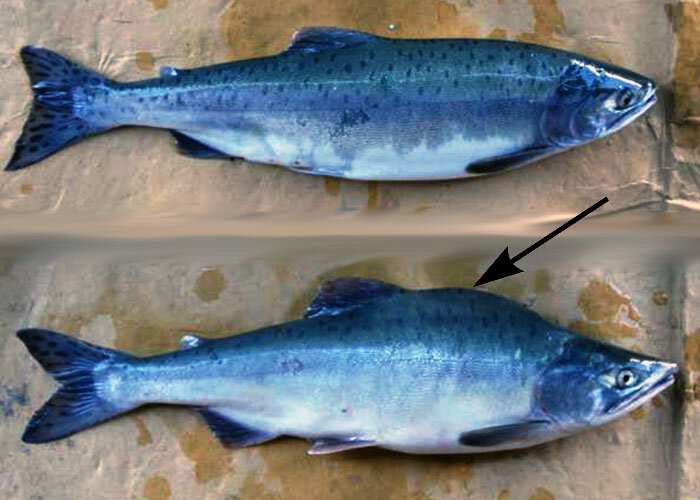 Горбуша как отличить самку от самца - 61 топика в ОК