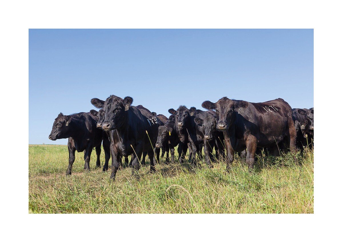 Проект мясного бара - магазина от прямых поставщиков мясной продукции. TheFoodHubGroup Москва, Казахстан.