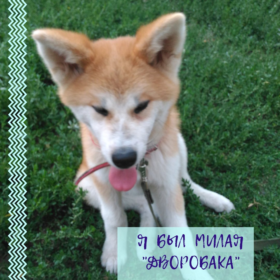 (На фото как раз я, когда рос неравномерно, и мама называла меня «дворобака» и «гадкий утенок »)