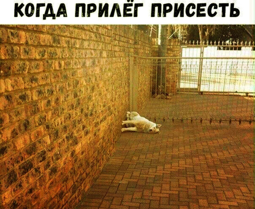 Я по утрам тоже стены с полом путаю!