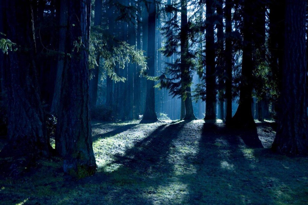 Ночной лес веет прохладой