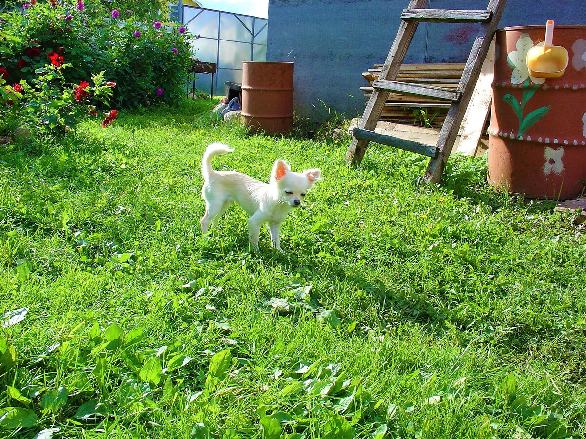 На лужайке во дворе