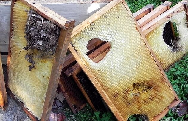 Рамки после набега мышей.