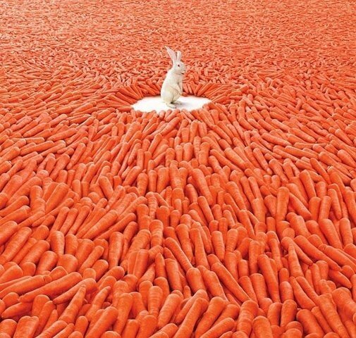 Какого цвета на самом деле морковь