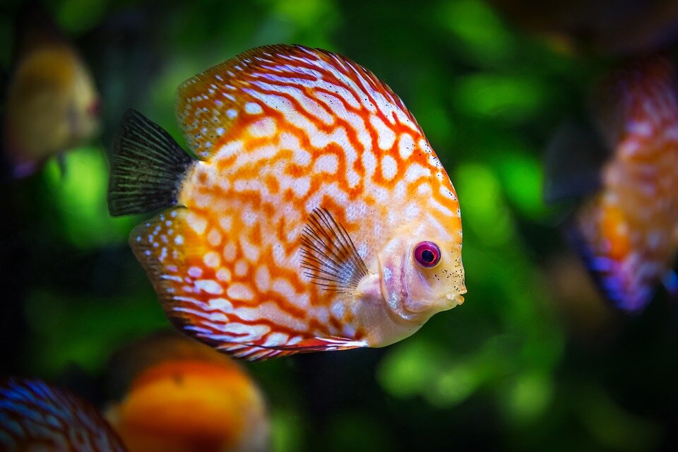 Фото: https://pixabay.com/ru/