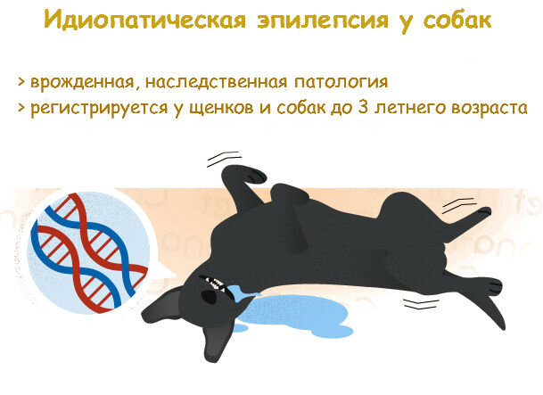 Как распознать эпилепсию у собаки?