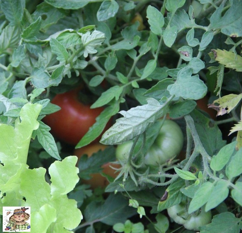 Необычный томат.