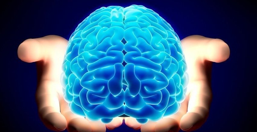 Мозг человека