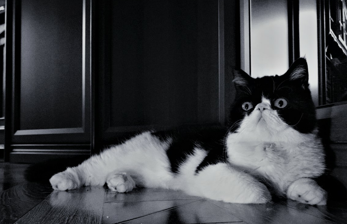 Кошка Груша. Фото автора истории. 