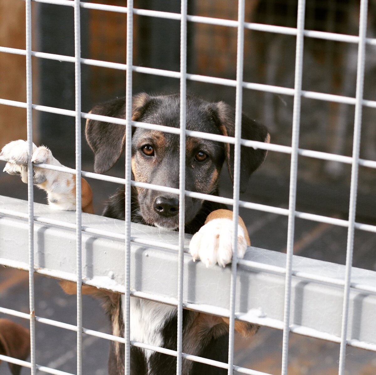 наш приют, Супер собака