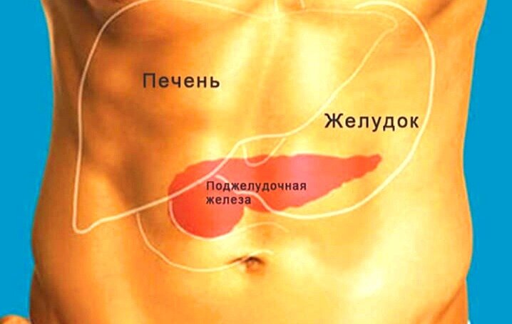 Форма и местоположение поджелудочной железы в организме человека