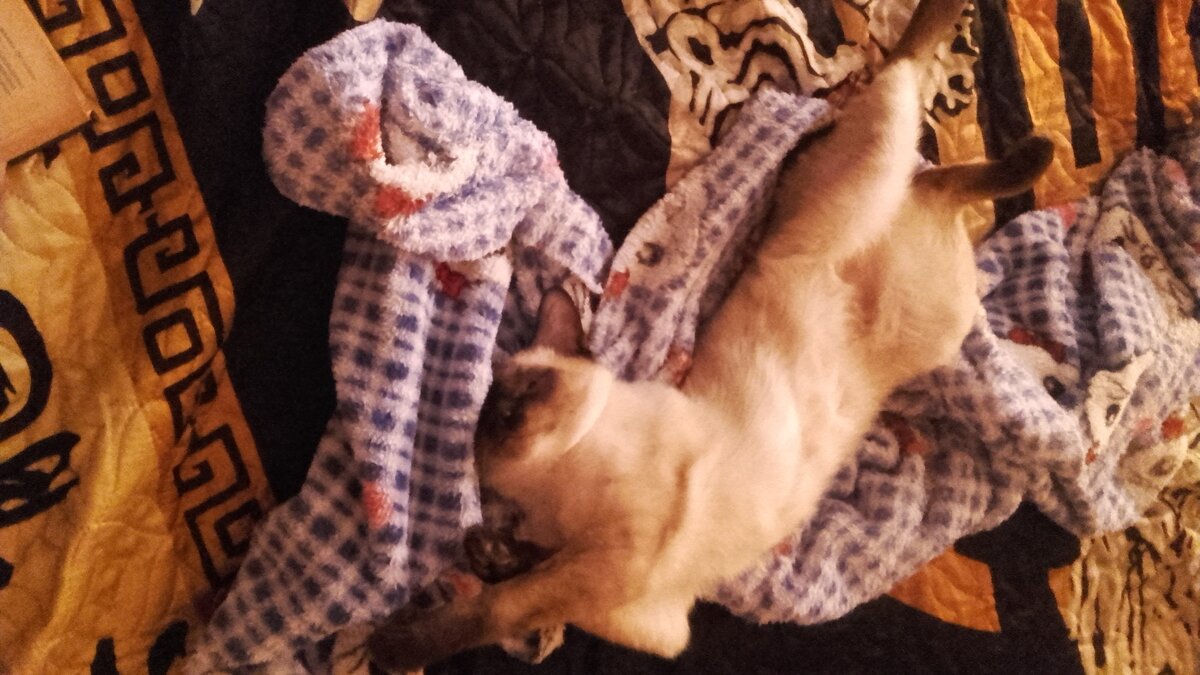 Жааааркооо, не тревожить! При пожаре выносить первым))