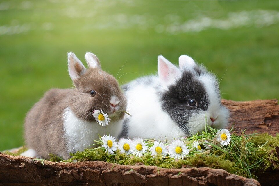 https://pixabay.com/photos/rabbit-easter-hare-mammal-nature-2174679/