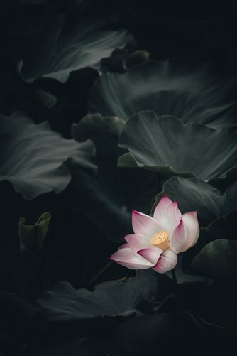 https://unsplash.com/photos/IKEwHKKIzog