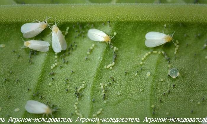 Белокрылка