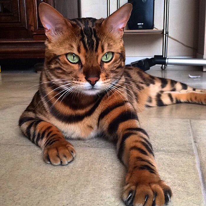 Бенгальский кот выглядит наполовину тигром наполовину леопардом... | Живой  только мир | Дзен