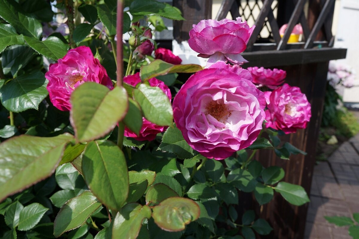 Сорт розы в русской транскрипции Голубой бродяга