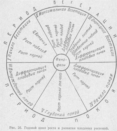 Годовой цикл роста и развития плодовых растений