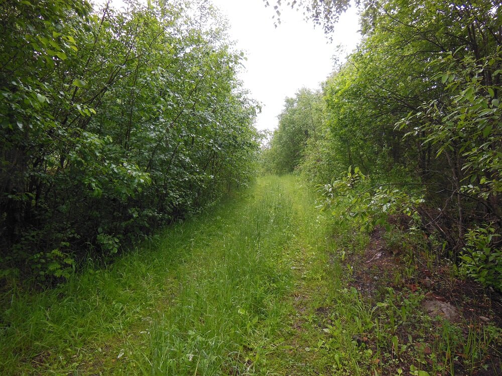 Дорога на поле