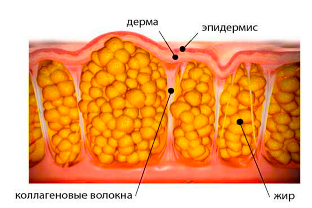Жировая ткань что это. Жировые клетки. Жировая ткань анатомия. Структура жировой ткани. Жировые клетки человека.