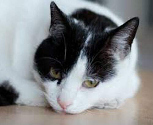 Бронхит у кошек - симптомы и лечение