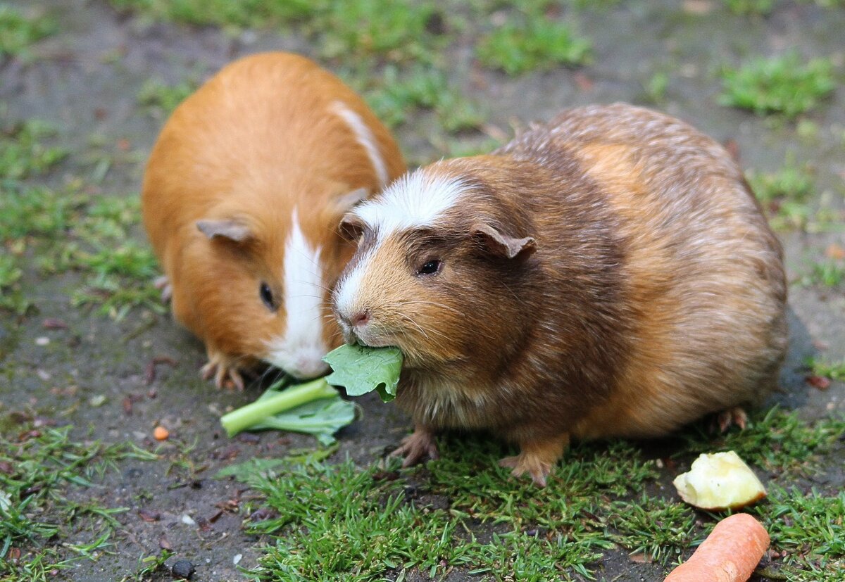 https://www.pexels.com/photo/brown-hamster-eating-a-green-leaf-50572/