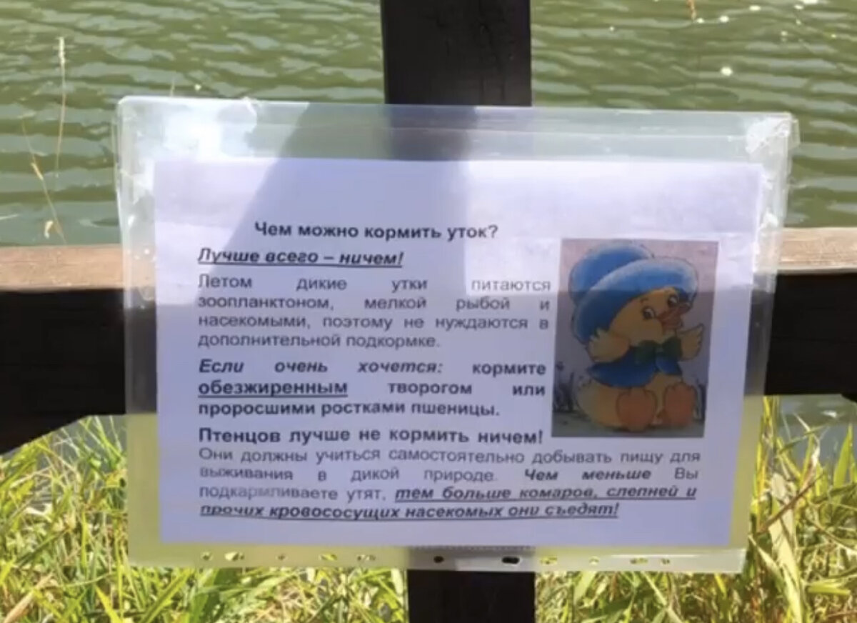 Предупреждающий знак в парке Покровское-Стрешнево о том, что кормить уток запрещено