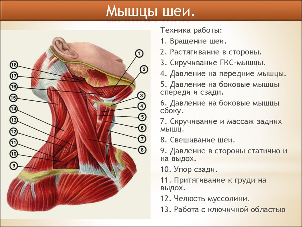 2 простых упражнения для растяжки грудинно-ключично-сосцевидной мышцы Journal Дз