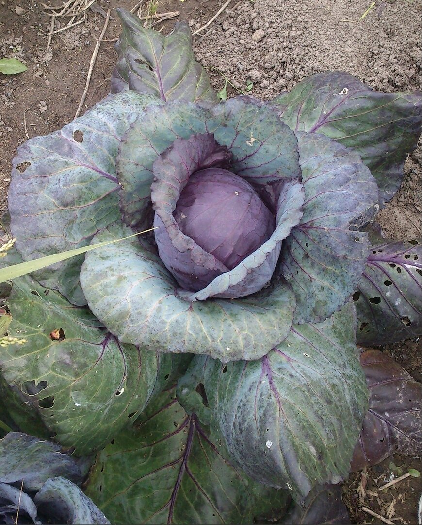 Фото автора, август