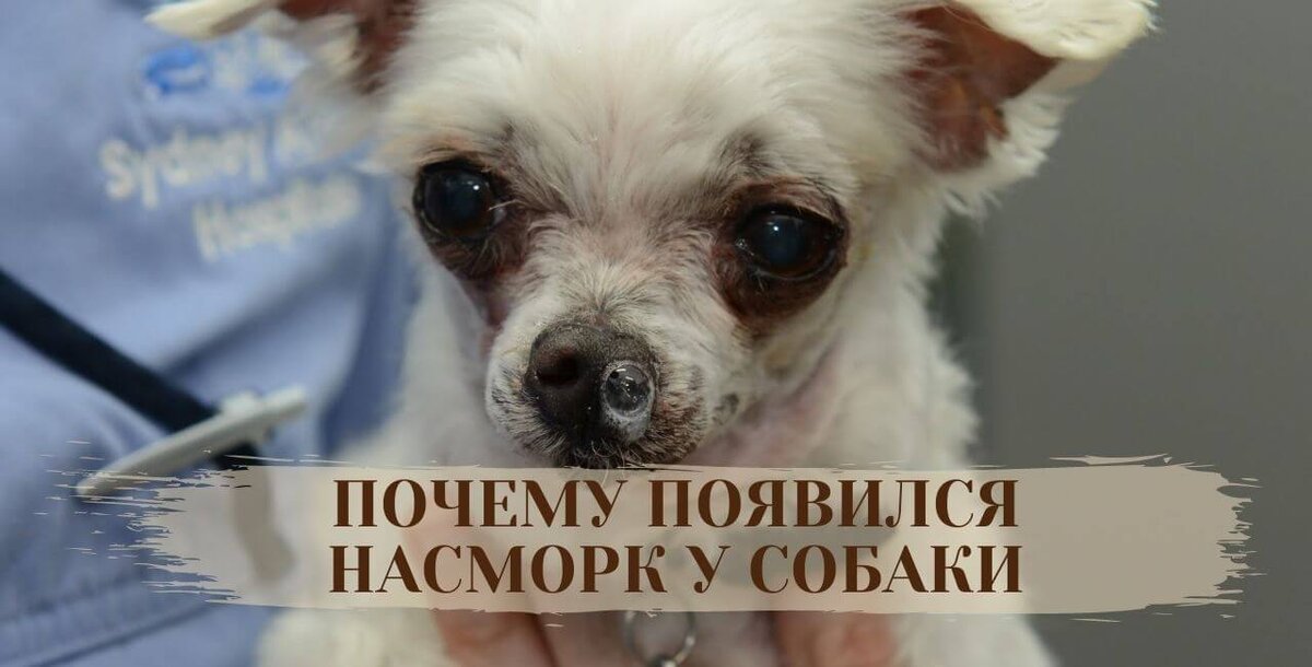 Гной из носа у собаки - Vetgon.ru