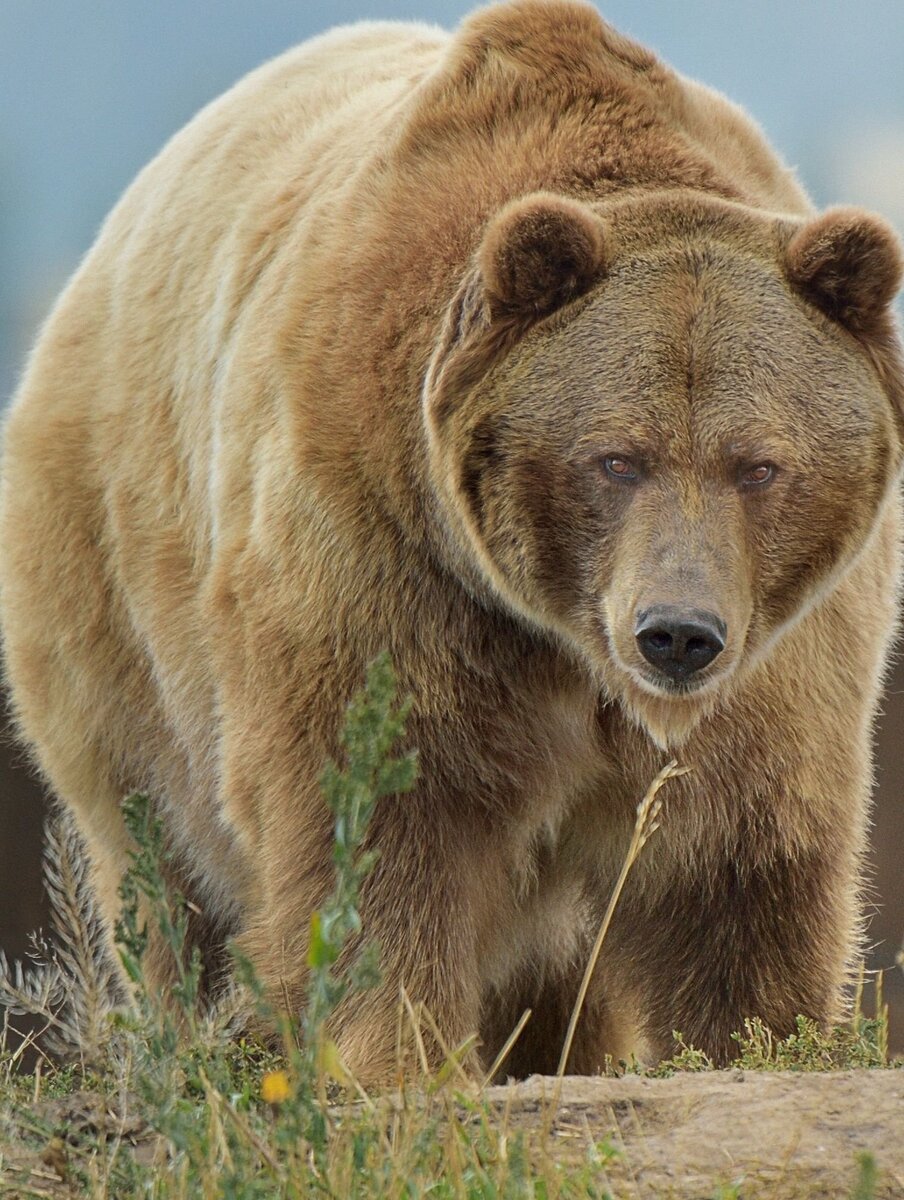 Бурый медведь