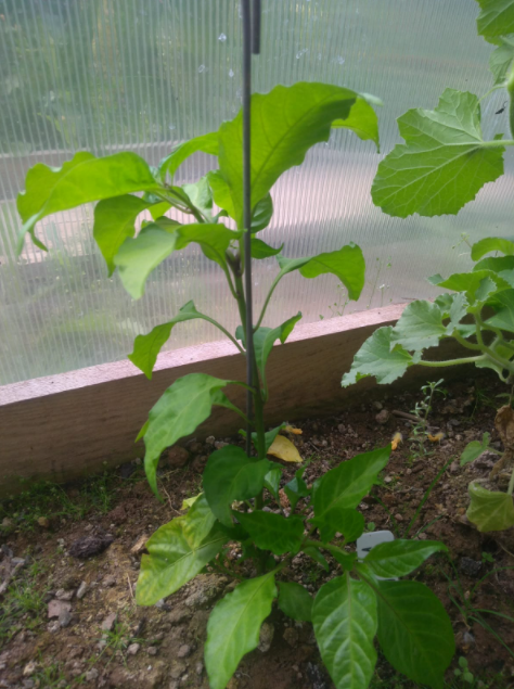 Каролина рипер номер два, рассада 2021. Состояние на 4 августа 2021.