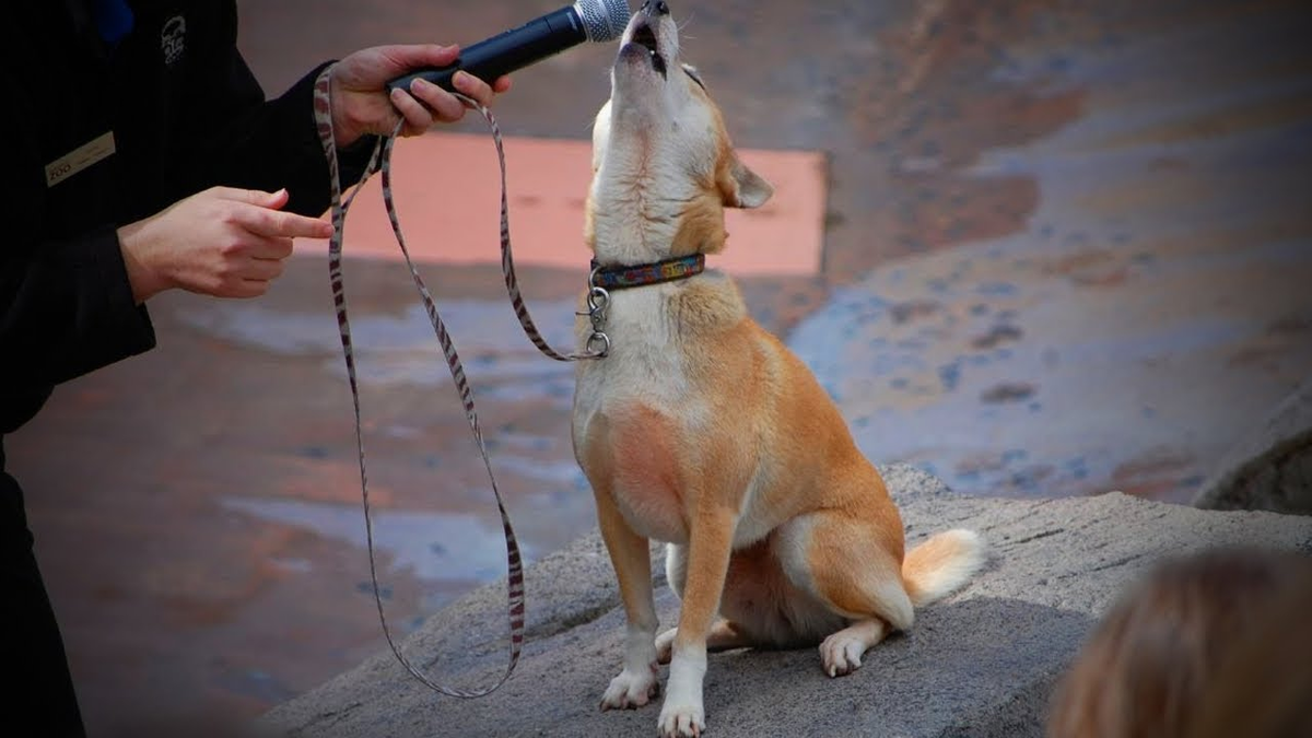 И ведь радуются этому, дурачочки! Вон, глядите, выступают! / Фото с просторов.