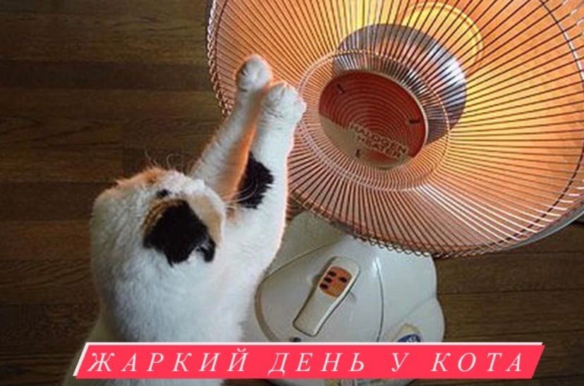 Жаркий день у кота