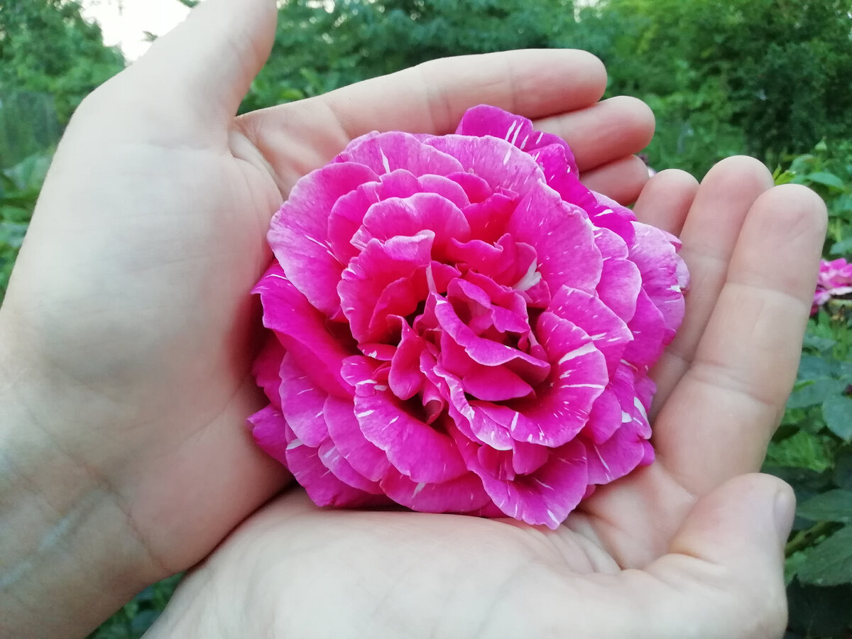 Щипы в розах не портят красоту и аромат цветка