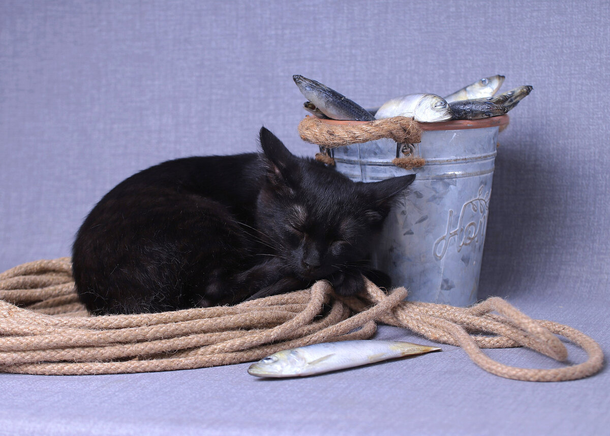 Рядом с рыбкой спится лучше )