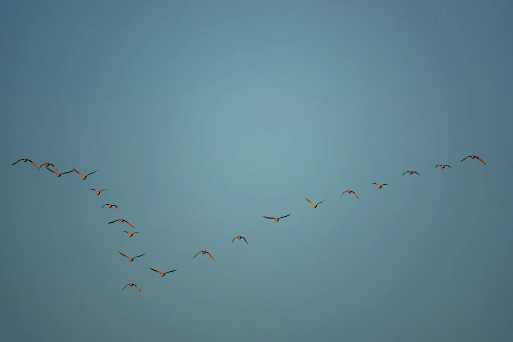 Птица в полете ассоциируется с свободой.