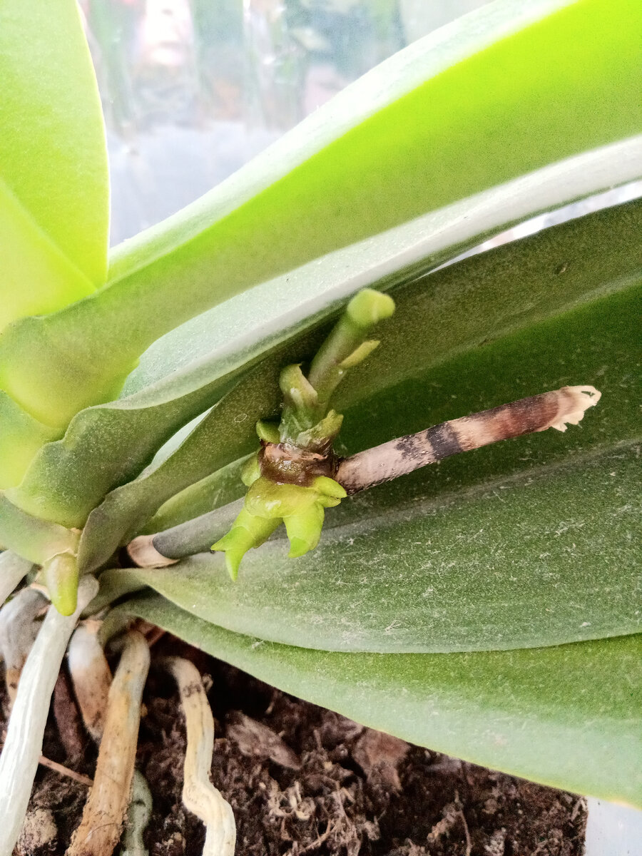 Сверху новый цветонос, а снизу видимо она! Детка! Ну во всяком случае похоже на то!