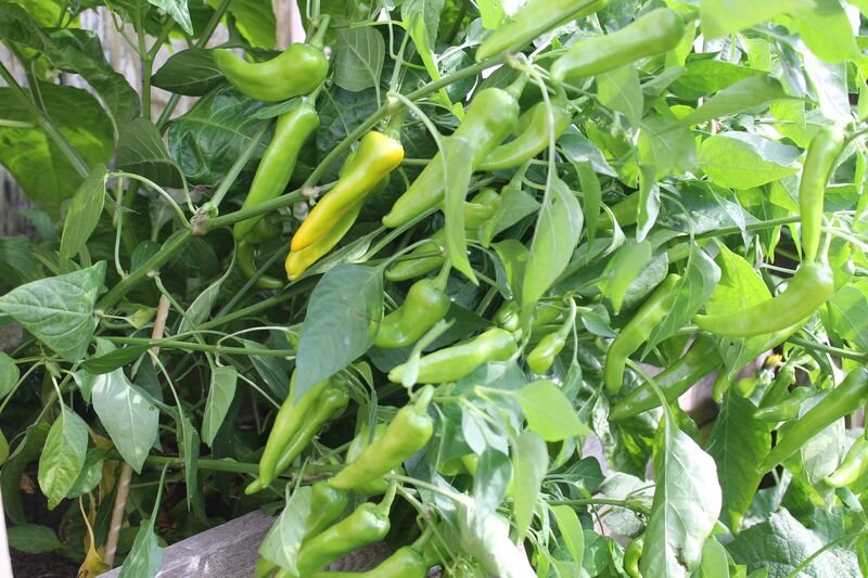 Пеперончини наливаются