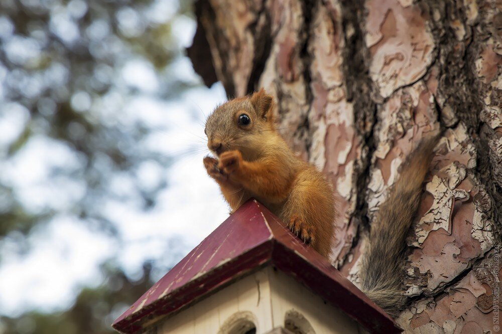 2. Бельчонок © NickFW.ru — 20.08.2021г.