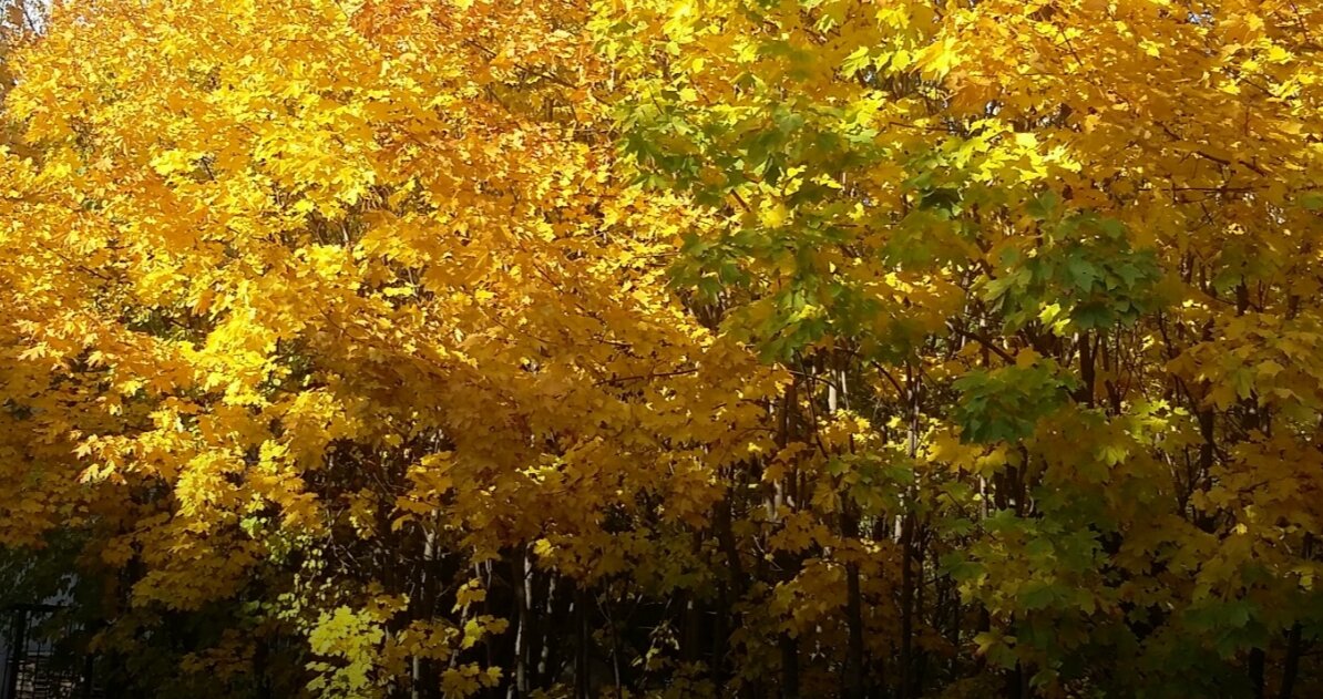 Осень шла своим чередом, а страсти бурлили Фото автора